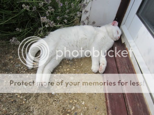 BB asleep on the doorstep