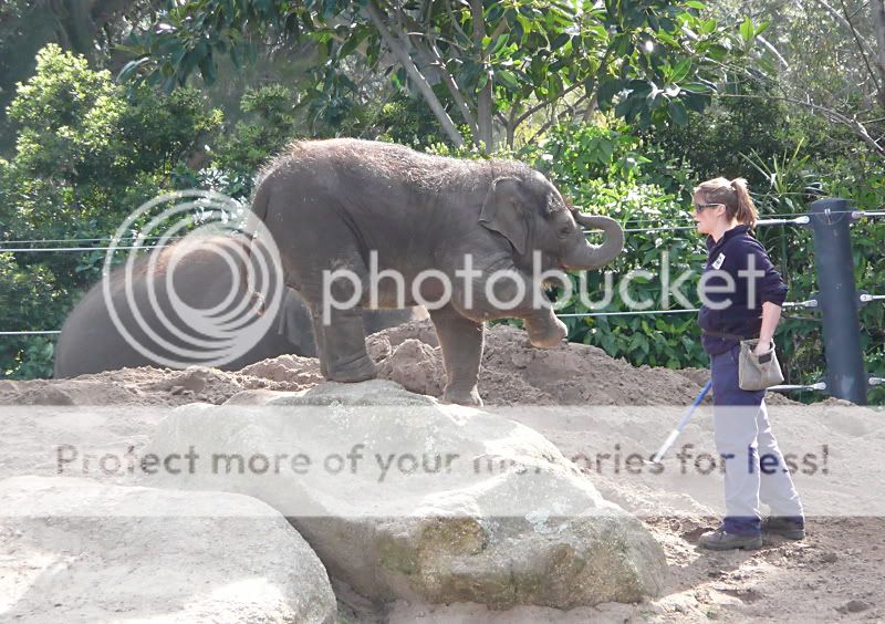 Baby elephant.