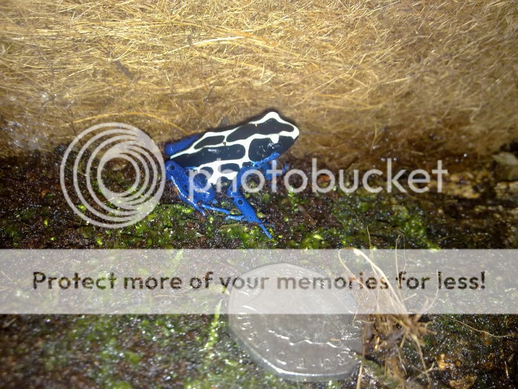 NW England Dart frog for sale Reptile Forums