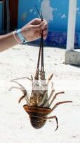 8º día 24/07/201 - Visita a Sian Ka\'an y Playa del Carmen - La \IMPRESIONANTE\ Riviera Maya - 11D/9N (9)