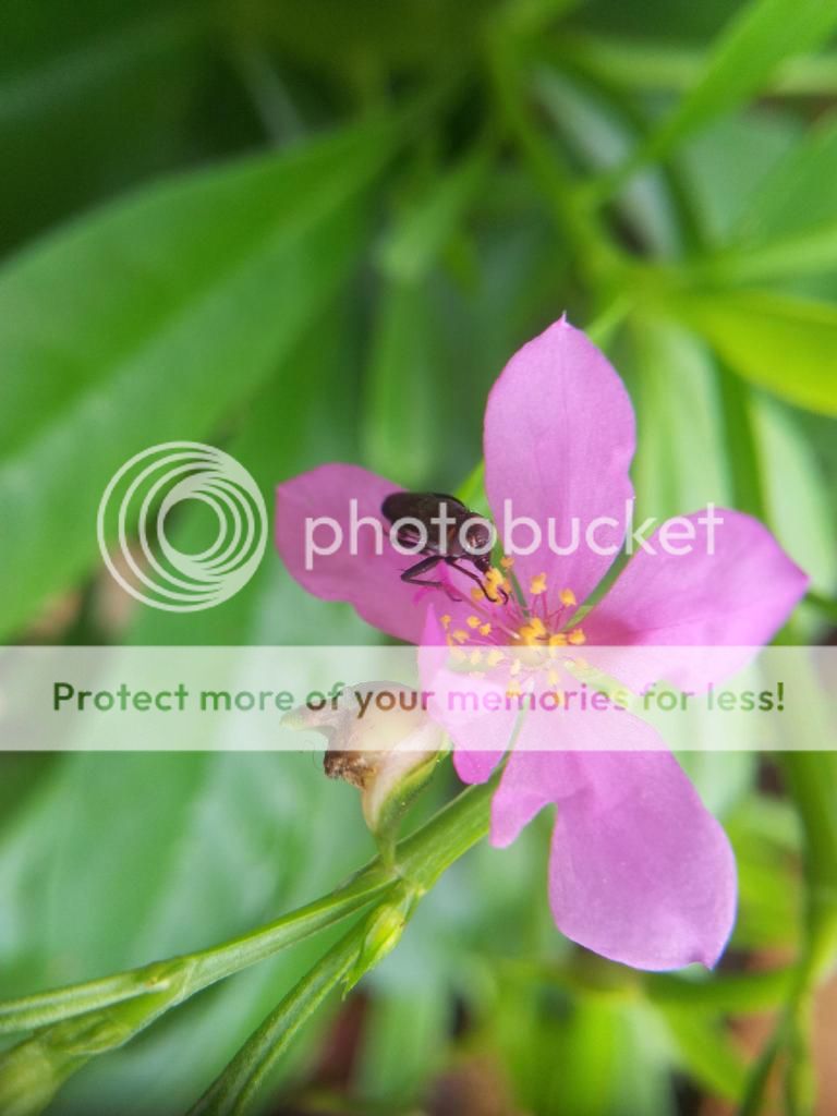 Khoe ảnh chụp Macro từ đt cùi+ Lens chế :D - 1