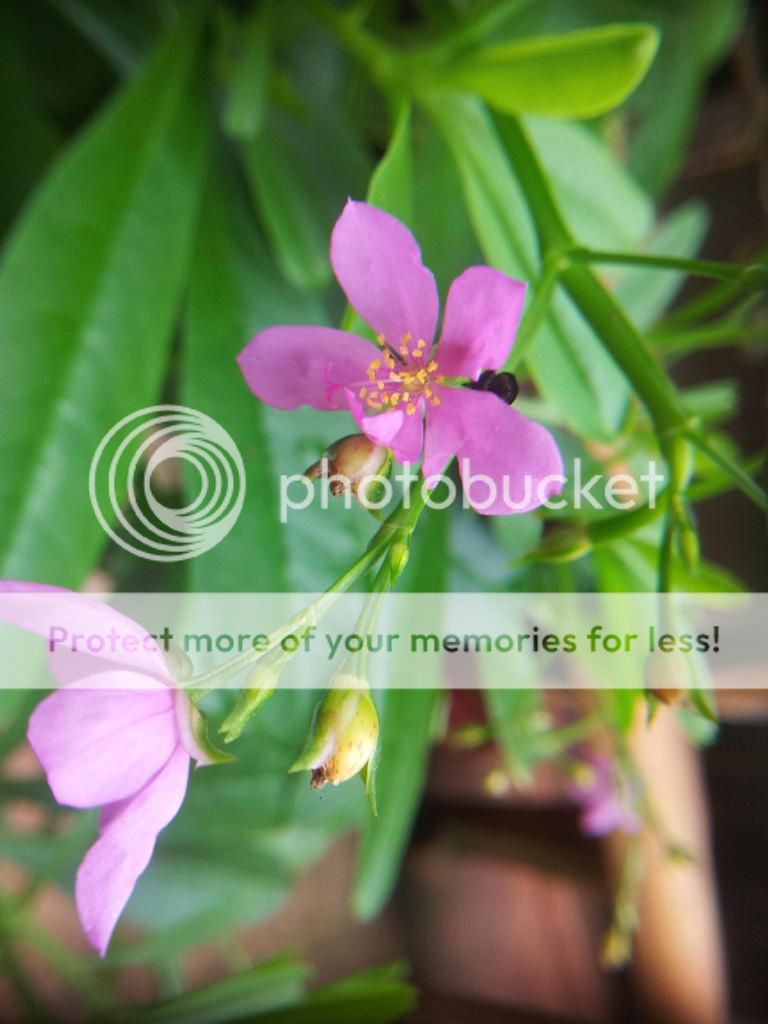 Khoe ảnh chụp Macro từ đt cùi+ Lens chế :D - 2