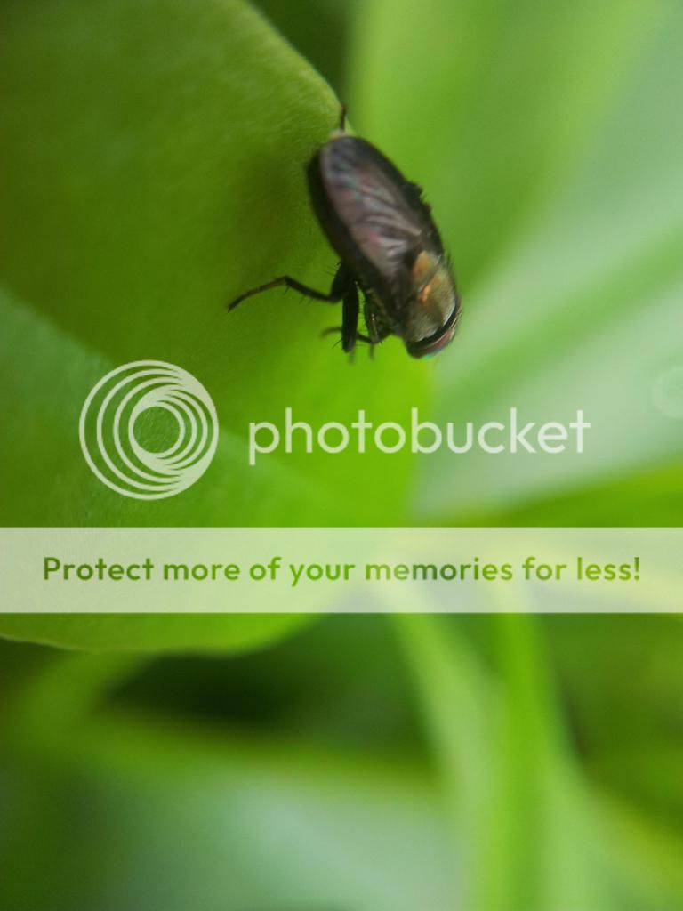 Khoe ảnh chụp Macro từ đt cùi+ Lens chế :D - 3