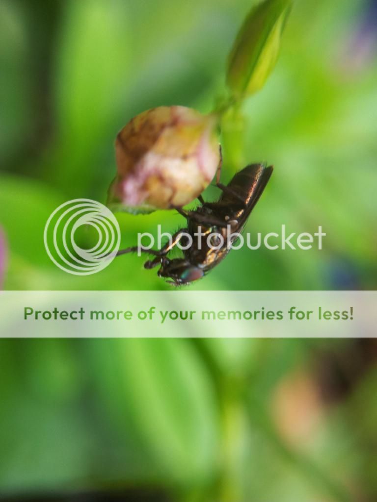 Khoe ảnh chụp Macro từ đt cùi+ Lens chế :D - 4