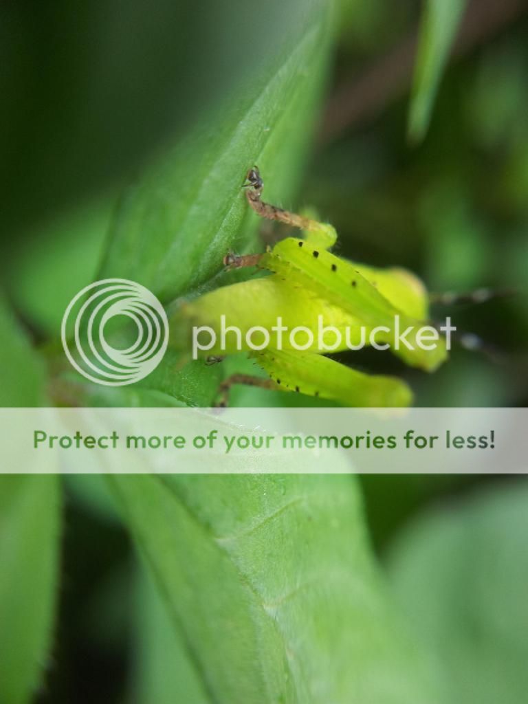 Khoe ảnh chụp Macro từ đt cùi+ Lens chế :D - 5