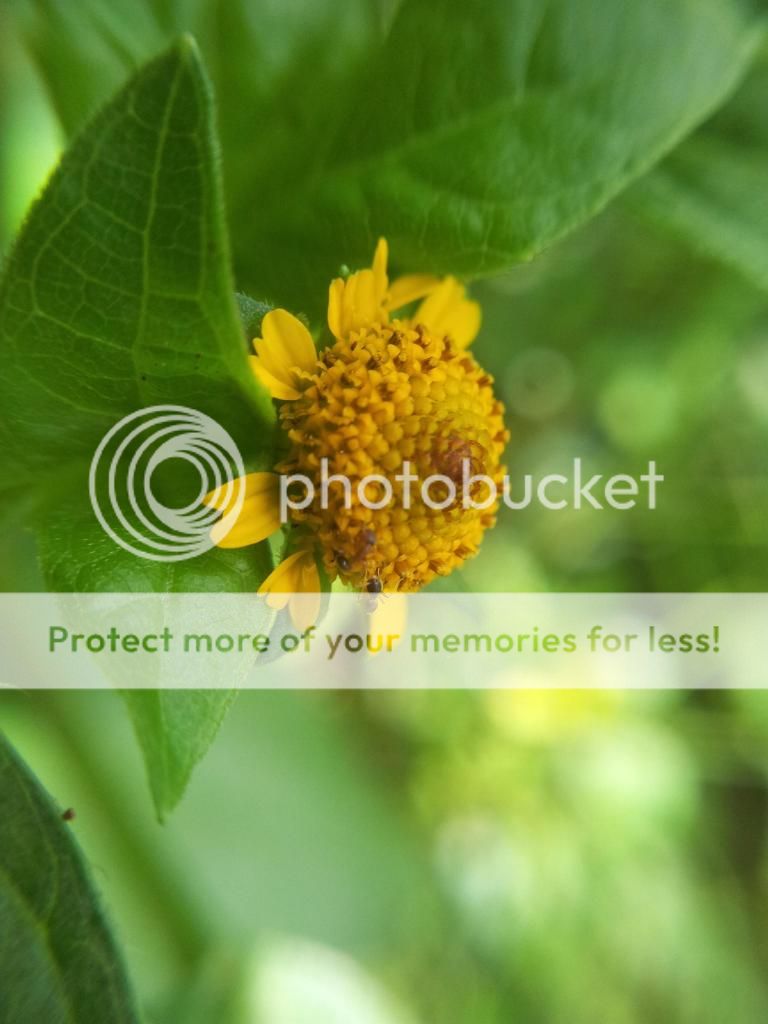 Khoe ảnh chụp Macro từ đt cùi+ Lens chế :D - 6