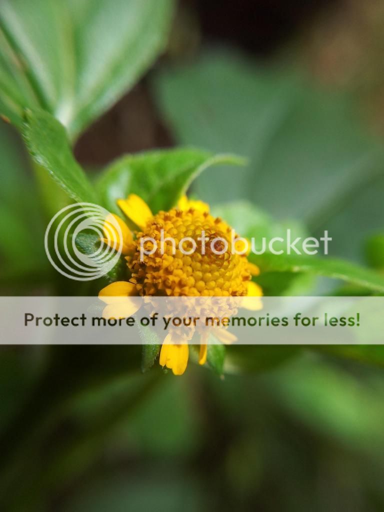 Khoe ảnh chụp Macro từ đt cùi+ Lens chế :D - 7