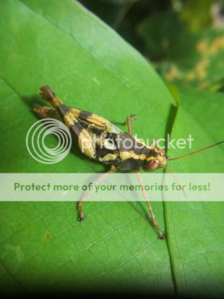 Khoe ảnh chụp Macro từ đt cùi+ Lens chế :D - 8