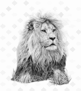 Wikum_Elakiri_Lion_web-large.gif
